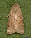 Hypotrix ocularis - Hodges#10620.1 - photo 4