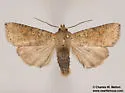 Hypotrix ocularis - Hodges#10620.1 - photo 5