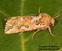 Hypotrix optima - Hodges#10604 - Hypotrix optima