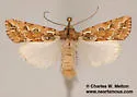 Hypotrix optima - Hodges#10604 - photo 2