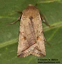 Hypotrix parallela - Hodges#10616