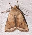 Hypotrix parallela - Hodges#10616 - photo 4
