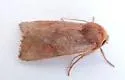 Hypotrix rubra - Hodges#10616.1 - photo 2