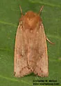 Hypotrix rubra - Hodges#10616.1 - photo 3