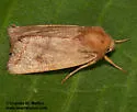Hypotrix rubra - Hodges#10616.1 - photo 4