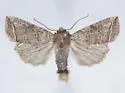 Hypotrix spinosa - Hodges#10620 - photo 2