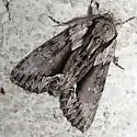 Hyppa brunneicrista - Hodges#9580