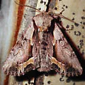 Hyppa brunneicrista - Hodges#9580 - photo 3