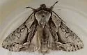Hyppa brunneicrista - Hodges#9580 - photo 4