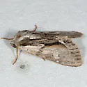 Hyppa contrasta - Hodges#9579 - photo 2