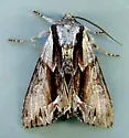 Hyppa contrasta - Hodges#9579 - photo 3