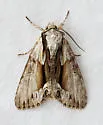 Hyppa contrasta - Hodges#9579 - photo 4