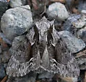 Hyppa contrasta - Hodges#9579 - photo 5