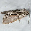 Hyppa indistincta - Hodges#9581