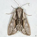 Hyppa indistincta - Hodges#9581 - photo 2