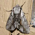 Hyppa indistincta - Hodges#9581 - photo 3
