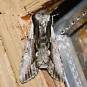 Hyppa indistincta - Hodges#9581 - photo 4