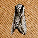 Hyppa indistincta - Hodges#9581 - photo 5