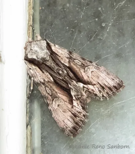 Common Hyppa - Hodges#9578