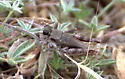 Hypsalonia miwoki