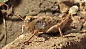 Hypsalonia rentzi