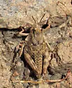 Hypsalonia rentzi - photo 2