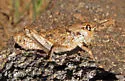 Hypsalonia rentzi - photo 4