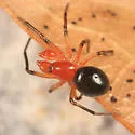 Hypselistes florens