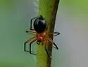Hypselistes florens - photo 3