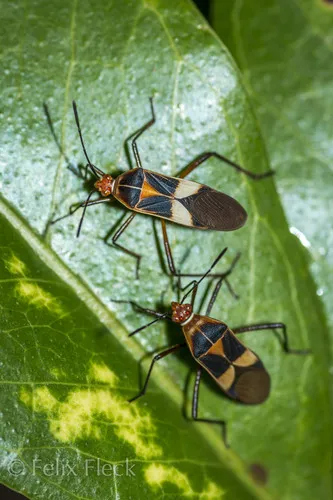 Hypselonotus interruptus