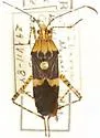 Hypselonotus lineatus