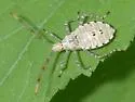 Spot-sided Coreid