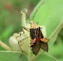 Spot-sided Coreid - photo 2