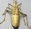 Spot-sided Coreid - photo 4