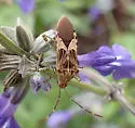 Spot-sided Coreid - photo 5