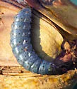 Mahogany Shoot-borer - Hodges#5705 - photo 2