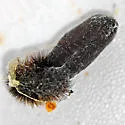 Many-spotted Tiger Moth - Hodges#8144 - Hypsocompe permaculata