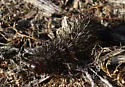 Many-spotted Tiger Moth - Hodges#8144 - photo 2