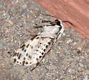 Many-spotted Tiger Moth - Hodges#8144 - photo 3