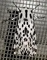 Many-spotted Tiger Moth - Hodges#8144 - photo 4