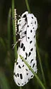 Many-spotted Tiger Moth - Hodges#8144 - photo 5