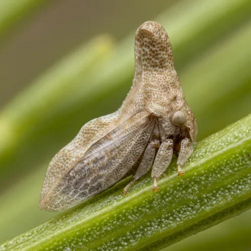 Hypsoprora nogolata