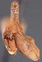 Hypsoprora simplex