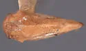 Hypsoprora simplex - photo 2