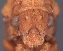 Hypsoprora simplex - photo 3