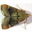 Hypsopygia cohortalis - Hodges#5528