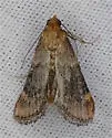 Hypsopygia cohortalis - Hodges#5528 - photo 2