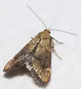 Hypsopygia cohortalis - Hodges#5528 - photo 3