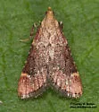 Hypsopygia cohortalis - Hodges#5528 - photo 4