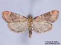 Hypsopygia cohortalis - Hodges#5528 - photo 5